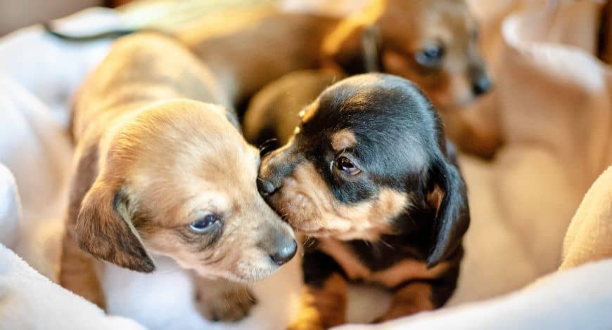 Consejos para educar a un cachorro (II)